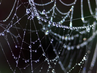 Web Jewels
