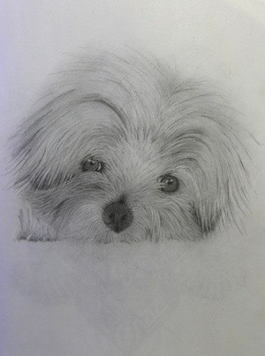 Little Dog