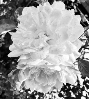 Shades of a Flower