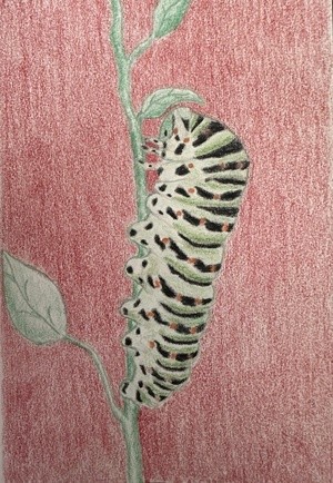 Swallowtail Caterpillar