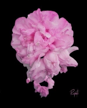 Pink Puff