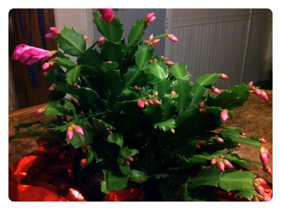my Christmas cactus in bloom