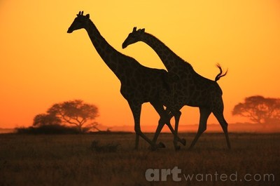 Giraffe - African Wildlife Background - Gold Run