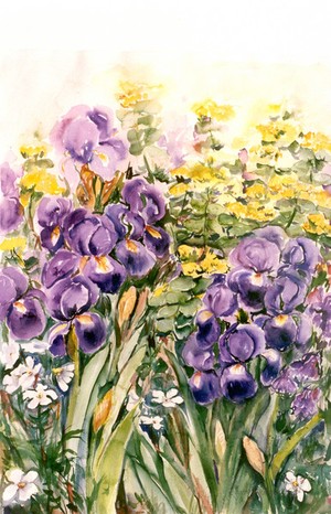  Iris Garden