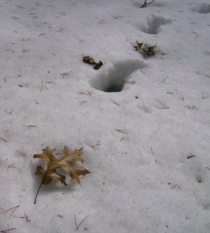 Snow Foot Prints 