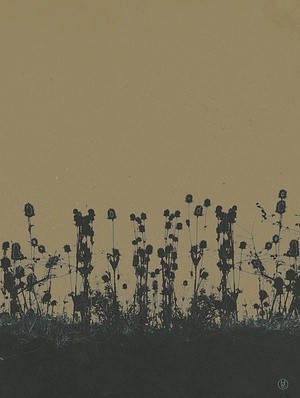 thistle. twilight