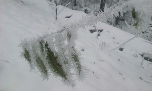 Frozen little willow branch