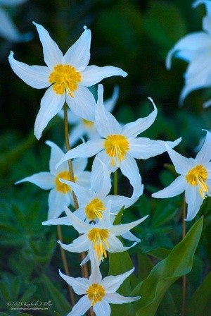 Avalanche Lilies P7135