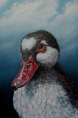 The Duck Reem A.