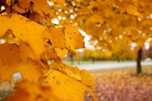 Yellow Leaves 