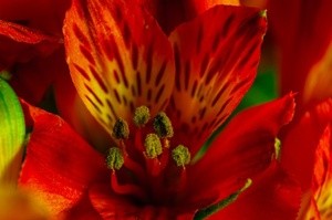 Lily v1