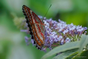 Lacewing P3137