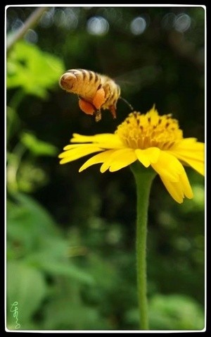 flying to blossom core