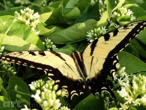 Tiger Swallow Tail