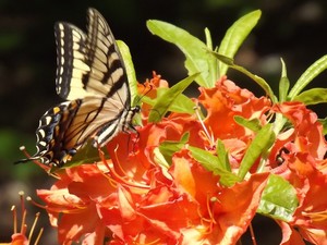 Tiger Swallowtail II