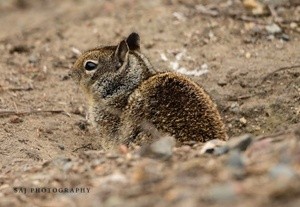 Marsh Squirrel 