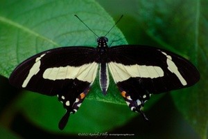 Torquatus Swallowtail P3130