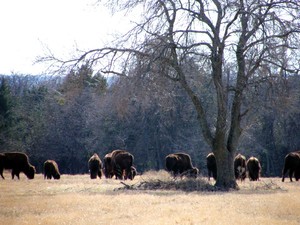 Brenda Edwards Portfolio