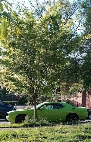 Green For Spring photo