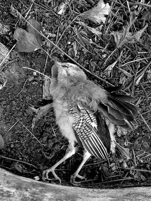 Jays Dead