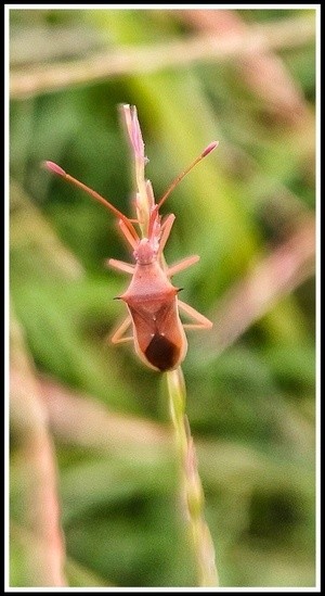 insect of sunset