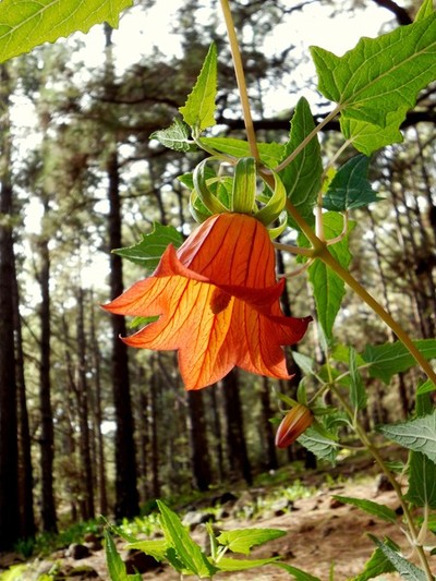 Canarian Bell-flower