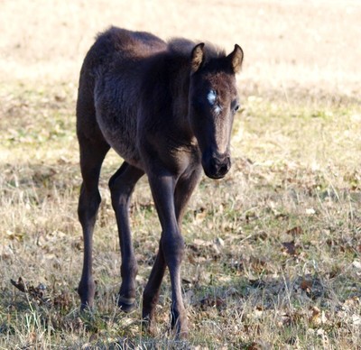 Chocolate Foal