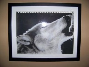 Northern Wolf