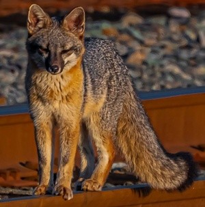 Grey Fox at the Switchyard -  May 27 2025