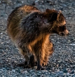 Raccoon in the morning light - June 8 2026