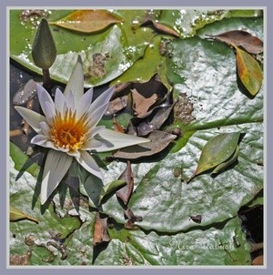 Waterlilies