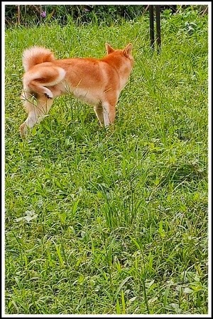 a peeing dog