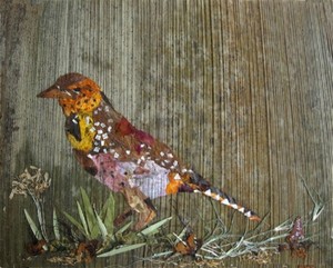 Bird Barbet