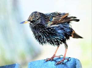 RUFFLED STARLING ..