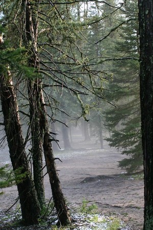 Misty Morning