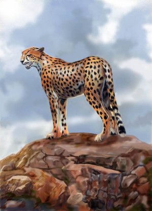 Cheetah