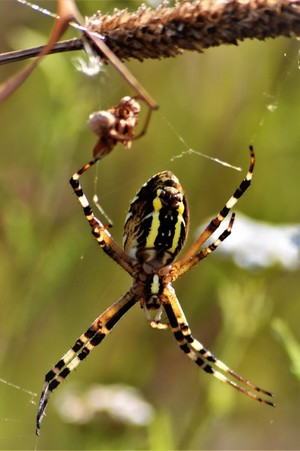 WASP SPIDER .. ARGIOPE .