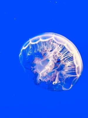 Jellyfish Karen Muro Aréchiga