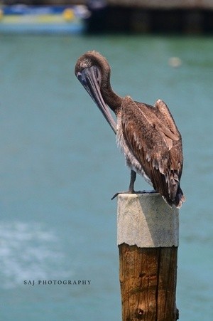 Brown Pelican