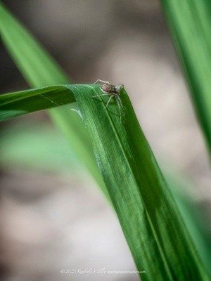 Running Crab Spider P0163