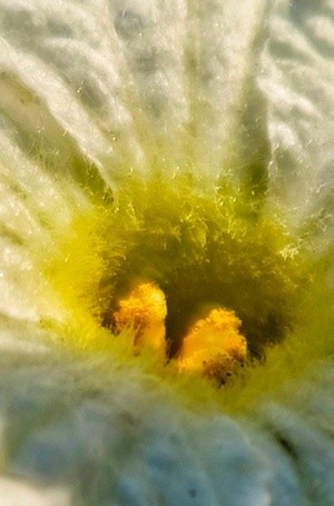 the center of a flower