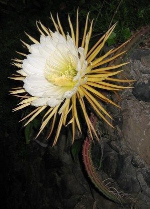 Cactus 2007