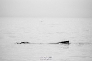 Mother Humpback P0592