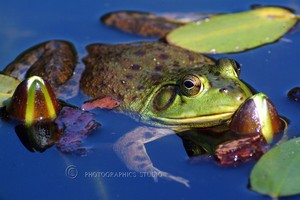 Lily Bud Pillow