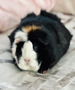 Pinkie the Guinea Pig