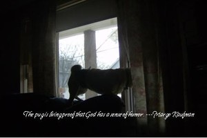Tracy Bogert