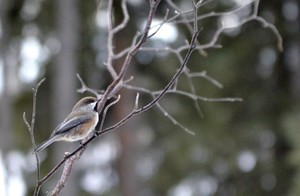 boreal chickadee FB DSC4023