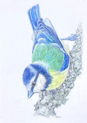 Blue Tit