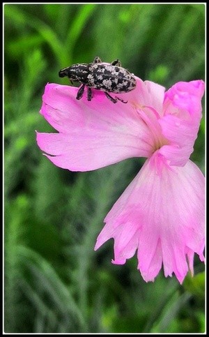 what's the beetle?
