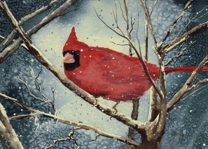 Shelly's Cardinal